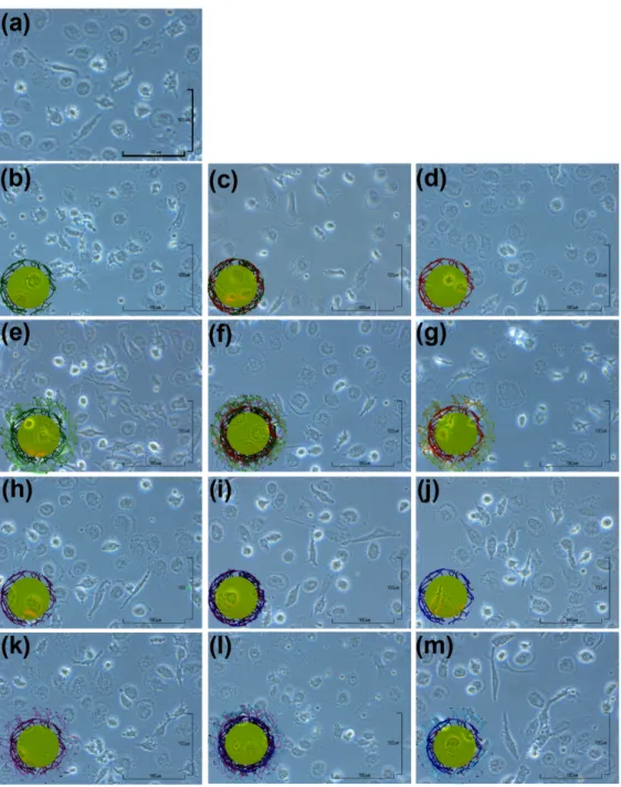 Figure S6. Phase contrast images of MDDCs after incubation with (a) no particles (control),  homo-functional (b) NH2-PVA, (c) NH2-(PVA+PEG), (d) NH2-PEG, (h) COOH-PVA, (i)  COOH-(PVA+PEG), and (j) COOH-PEG Au-NPs; and hetero-functional (e) NH2-PVA, (f)  NH