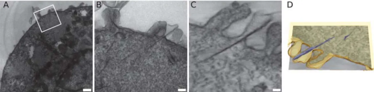 FIG. 1.  Electron tomography still images of the triple cell co-culture system (TCC-C) after exposure to single-walled carbon nanotubes (SWCNTs) after  submerged culture exposure at 0.03 mg/ml for 24 h at 37°C, 5% CO 2 