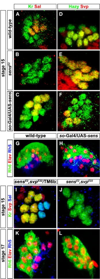 Figure 3. Role of Sens in regulation of precursor differentiation and rhodopsin expression