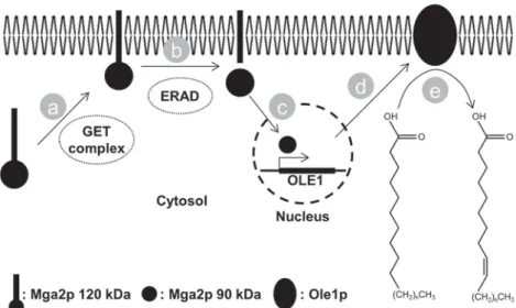 FIG 4 Putative signaling pathway controlling delta-9 fatty acid desaturase activity. (a) The GET complex directs the putative tail-anchored protein Mga2 to the ER membrane