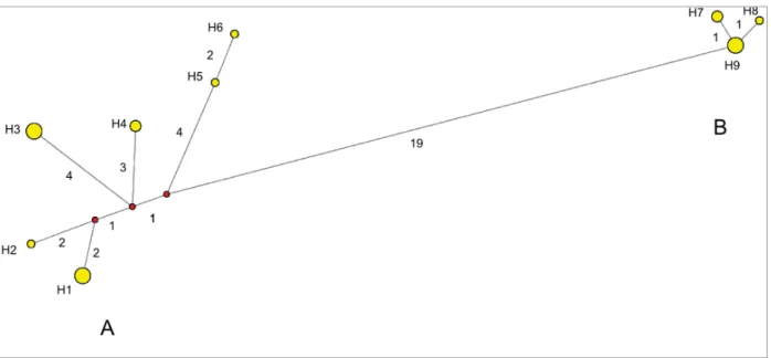 Figure S1. Median-joining network of cpDNA haplotypes of A. ciliata aggr. The haplotypes are indicated by  yellow circles, the sizes of which are proportional to their observed frequencies