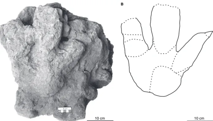 Fig. 7. A, the natural cast of the small tridactyl track is relatively well-preserved with impressions of long, slender, cigar-shaped digits