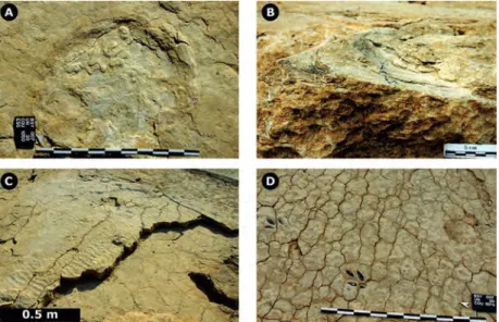 figure 11: courtedoux–Bois de Sylleux tracksite. A: Sauropod track (main track level) modi- modi-fied by the growth of pustular microbial mats