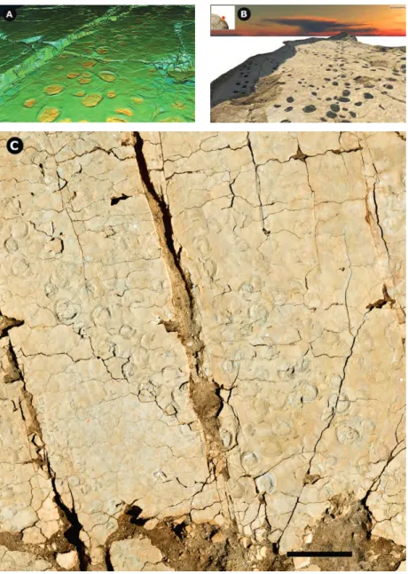 figure 2: High-resolution (in the order of 1-2 mm) laserscanning and close-range (2-10 m from  camera to object) photogrammetry of dinosaur track-bearing surfaces