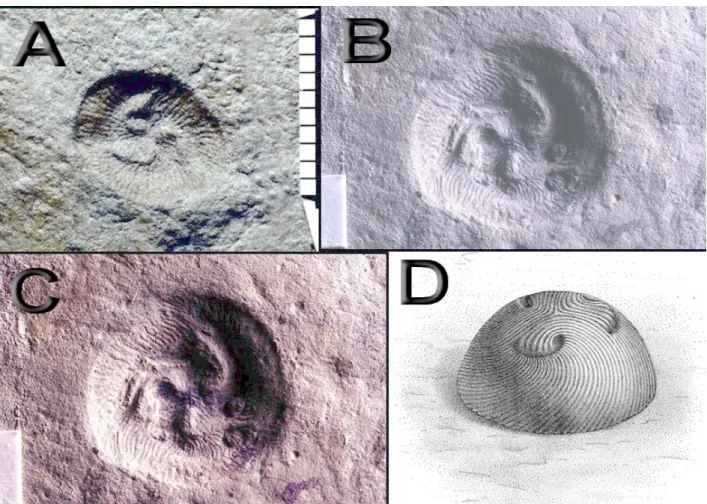 Figure 1: Fossils from the Vendian strata in the White Sea-Arkhangelsk region, Russia