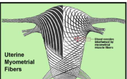 Figure 4 – Structure musculaire de l’utérus  Tiré de : Scoop Web, 2013 