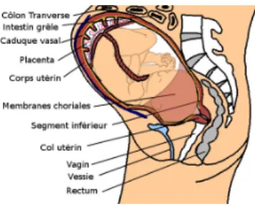 Figure 5 – Schéma du SI 
