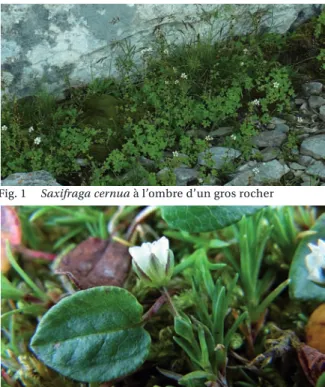 Fig. 3  Les pédicelles de Minuartia biflora sont recouverts  de poils courts