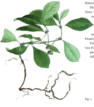 Fig. 1.  Cephaelis ipecacuanha (Brot.) A. Rich. 