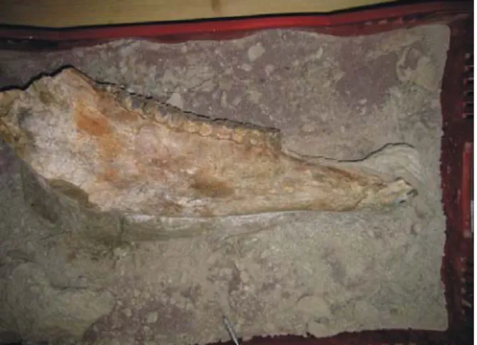 Figure 3:  Equus idahoensis (Pliocene-Pleistocene)  from San José del Cabo Trough (Photo and data  courtesy of Luis H ERRERA -G IL , Museo de Historia  Natural de la UABCS)