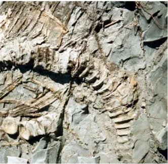 Figure 8: Near Castellane, sirenian fossils are  protected beneath covered exhibits so they can be  viewed by visitors