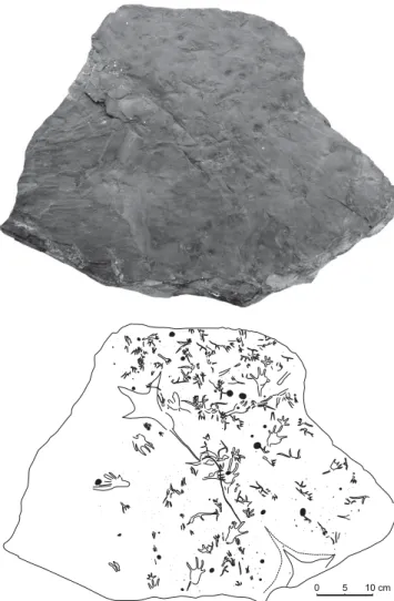Fig. 3. Photograph and drawing of the block containing various trace fossils (FPDM- (FPDM-F022-1)
