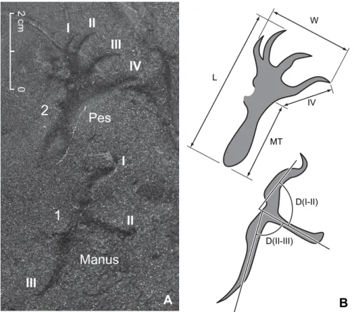 Fig. 4. Enlarged photograph (A) and drawing (B) of a complete right manus-pes set (number 1, 2)