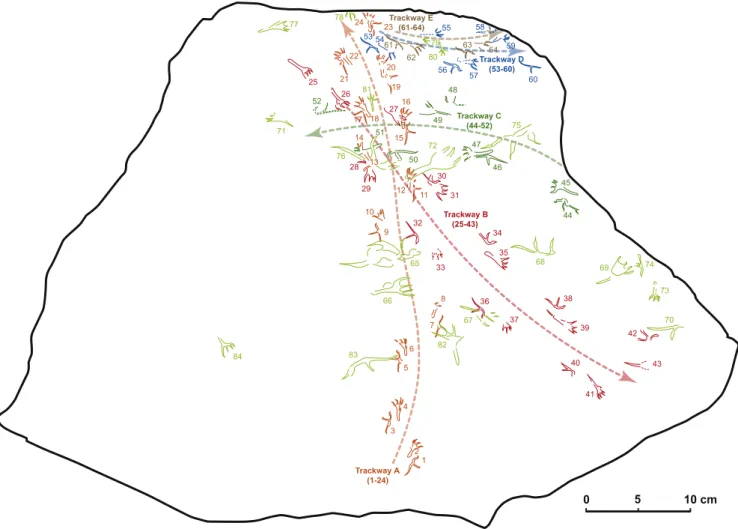 Fig. 5. Drawing of ﬁve trackways of Pteraichnus nipponensis isp. nov., with 20 isolated pterosaur tracks.