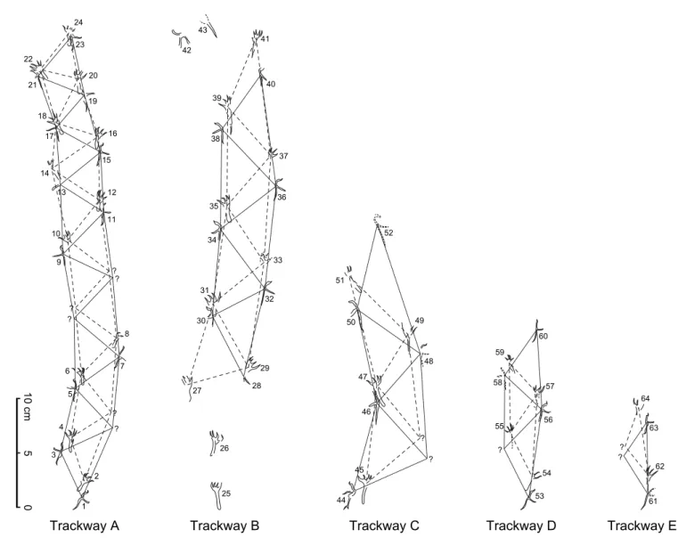 Fig. 6. Five trackways of Pteraichnus nipponensis isp. nov.
