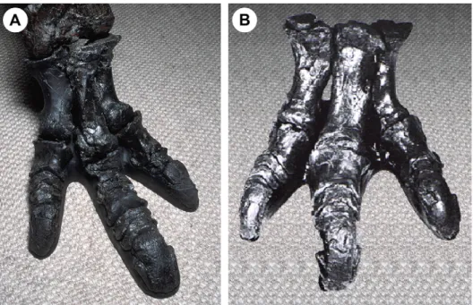 Fig. 7. Photos of the feet of Iguanodon atherﬁeldensis (A) and Iguanodon bernissartensis (B) showing polarity between robust, weakly-mesaxonic and gracile, strongly-mesaxonic morphologies respectively