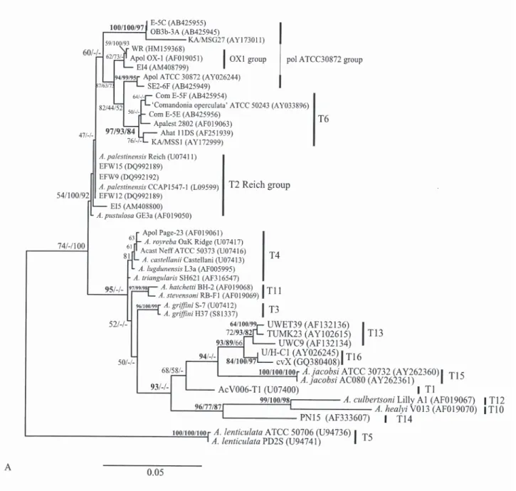 Fig. 1. Maximum likelihood 18S rDNA tree of  Acanthamoeba genotypes based on 1,450-bp GTSA.B1 (A) and 850-bp Ami (B) frag- frag-ments
