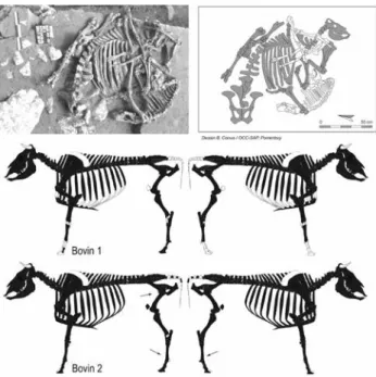 Fig. 4 : Bure « Montbion ». 1 er  rang : vue d’ensemble du squelette du  bovin 3 (documents SAP Porrentruy, cliché S