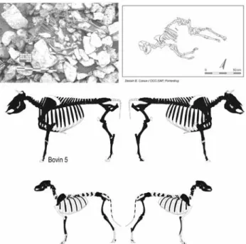 Fig. 6 : Bure « Montbion ». 1 er  rang : vue d’ensemble du squelette du  bovin 5 (documents SAP Porrentruy, cliché S