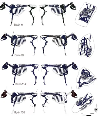 Fig. 7 : Vellechevreux « Les Graviers ». Répartition anatomique des  ossements mis au jour et des traces observées