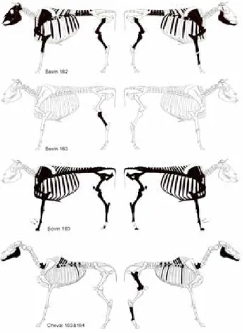 Fig. 9 : Bourogne « Le Cimetière ». Répartition anatomique des  ossements mis au jour et des traces observées (squelettes d’après Pales, 