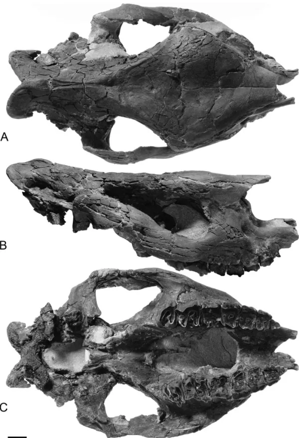 Figure 3. Molassitherium delemontense gen. et sp. nov. from the late Early Oligocene of Poillat (Del´emont valley, Canton Jura, NW Switzerland), MJSN POI007–245 (holotype)