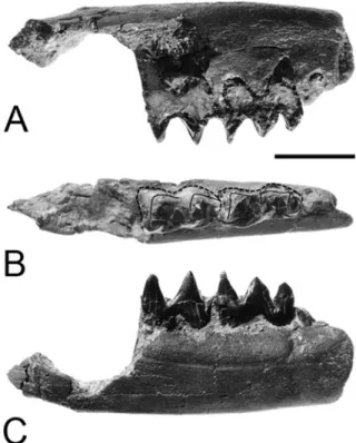 Figure 4. Molassitherium delemontense gen. et sp. nov. from the late Early Oligocene of Poillat (Del´emont valley, Canton Jura, NW Switzerland), MJSN POI007–268 (paratype)