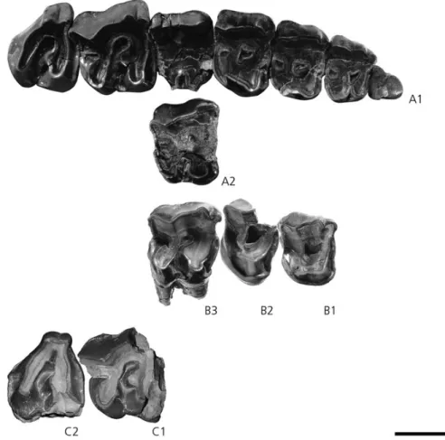 Figure 5. Molassitherium delemontense gen. et sp. nov. A1–2, right upper tooth row and left M1 (reversed) of the skull MJSN POI007–245 (holotype) from the late Early Oligocene of Poillat (Del´emont valley, Canton Jura, NW Switzerland), in occlusal view