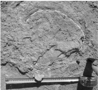 FIGURE 3. A partially excavated footprint demonstrating its strati- strati-graphic position within the main body of the Tirari Formation.