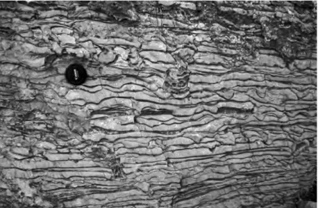 figure 1: characteristic appearance of the middle cambrian Plattenkalks with common pinch- pinch-out of beds (maximum thickness = 5 cm) within a lateral distance of some centimetres to  deci-metres
