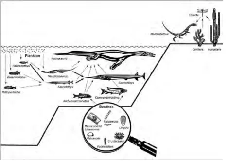 figure 1: a simplified food web of the middle triassic seas. the proved relationships between  prey and the actinopterygian Saurichthys are marked by bold arrows (modified from Furrer  2004).