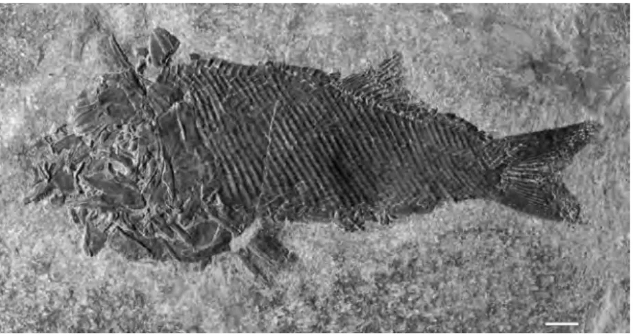figure 1: typical preservation pattern in Archaeosemionotus. Scale bar = 1 cm.