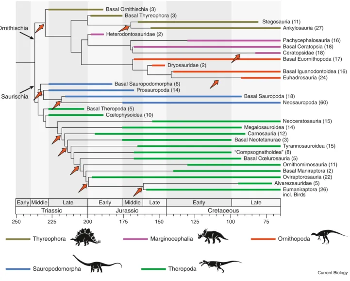Figure 2. Phylogeny of the dinosaurs.