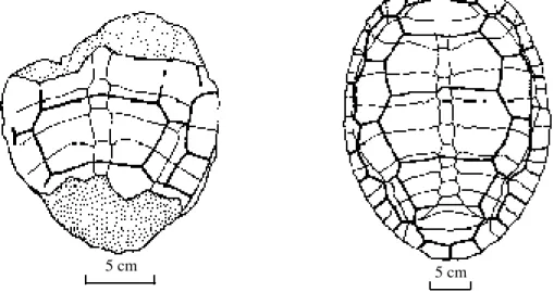 Figure 1.  Left: partially preserved carapace from the Middle Jurassic of Zigong.  Right: