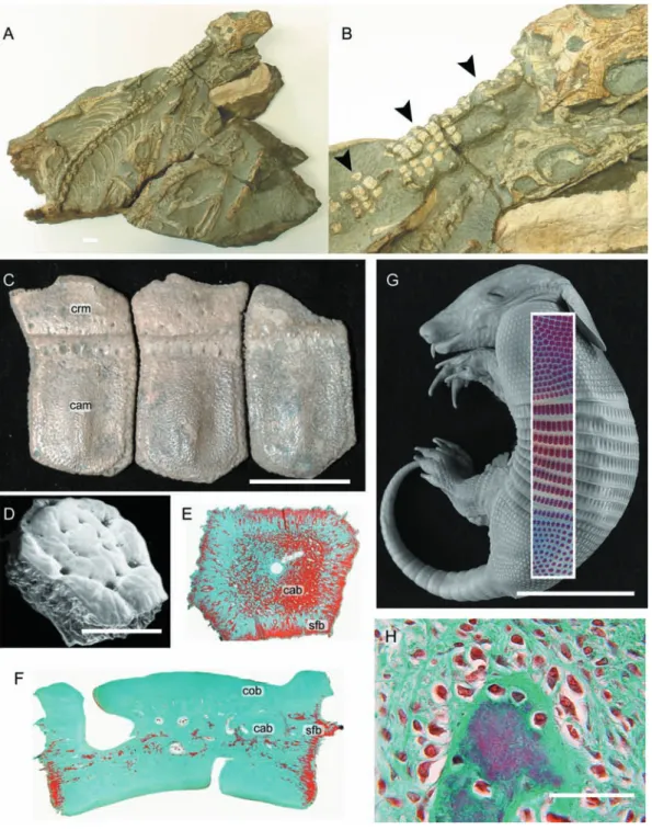 Fig. 6 Synapsid osteoderms. (A,B) Heleosaurus scholtzi (Varanopidae, Permian: Iziko South African Museum of Cape Town SAM-PK-K8305), a rare  example of a non-xenarthran osteoderm-bearing synapsid
