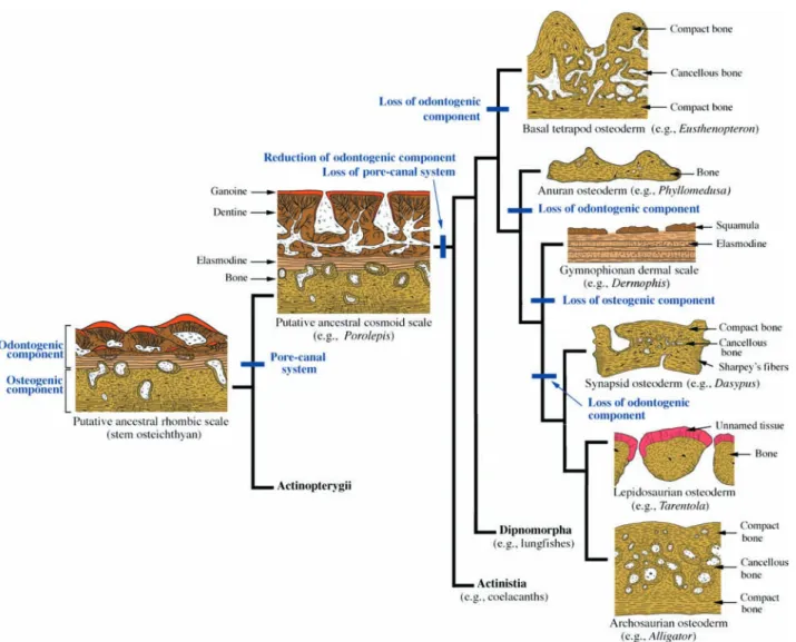Fig. 10  A revised scenario depicting the evolution of the integumentary skeleton in tetrapods