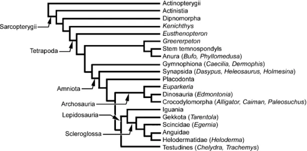 Fig. 1 Simplified phylogeny of Tetrapoda demonstrating the interrelationships of the taxa discussed in the text