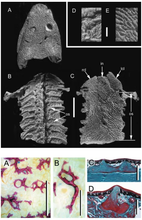 Fig. 2 Basal tetrapod osteoderms. 
