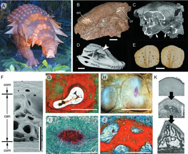 Fig. 4 Archosaur osteoderms. (A–C) Edmontonia rugosidens (Ankylosauria, Late Cretaceous)