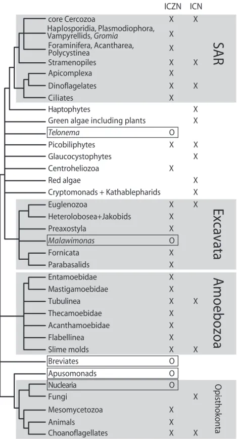 Figure 1. A summary of current code claims, plotted on a consensual tree of eukaryotes, modified from Parfrey et al.