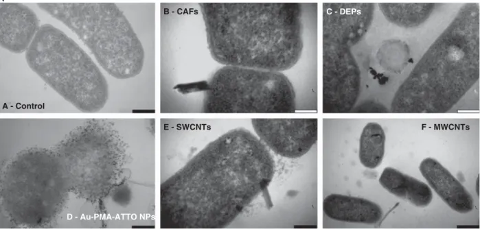 Figure 2. (A) Conventional transmission electron micrographs (TEM) of the interaction of (A) bacterial exposure media only, (B) crocidolite asbestos ﬁ bres (CAFs), (C) diesel exhaust particles (DEPs), (D) Au-PMA-ATTO NPs (25 nM), (E) single-walled and (F) 