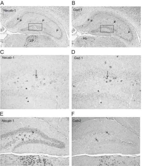 Fig. 1 – (A and B) In-situ hybridization of mRNA for Necab-1 and Gad1: Necab-1 positive cells are located within the stratum lacunosum moleculare, the stratum radiatum and the stratum oriens of the hippocampus, as well as in the hilus of the dentate gyrus