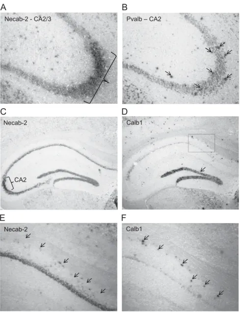 Fig. 2 – In-situ hybridization for Necab-2 mRNA (A, C and E) compared to the distribution of the mRNA for parvalbumin (Pvalb;