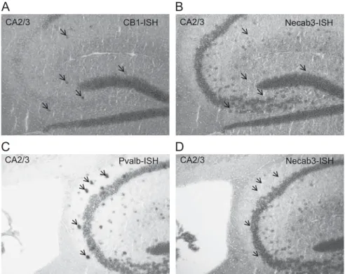 Fig. 4 – In-situ hybridization for Necab-3 mRNA (B and D) compared to the distribution of the mRNA for calbindin D-28k (Calb1, A) and parvalbumin (Pvalb; C)