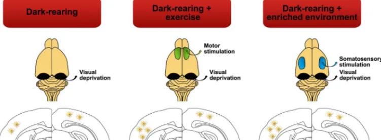 FIGURE 6 | Lack of visual stimulation (dark-rearing) not only exerts negative effects over the astrocyte density of the visual cortex but also affects other cortical areas such as the somatosensory cortex