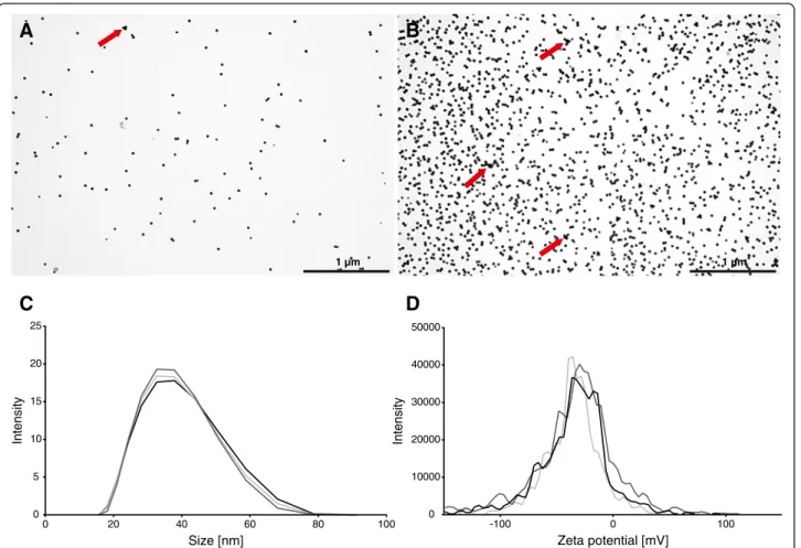 Figure 1 Particle deposition in the ALICE, size characterization and stability. Transmission electron microscopy (TEM) pictures of 1x (A) and 10× (B) concentrated 20 nm Ag NPs deposited onto TEM grids by nebulization with the ALICE system (scale bar = 1 μ 