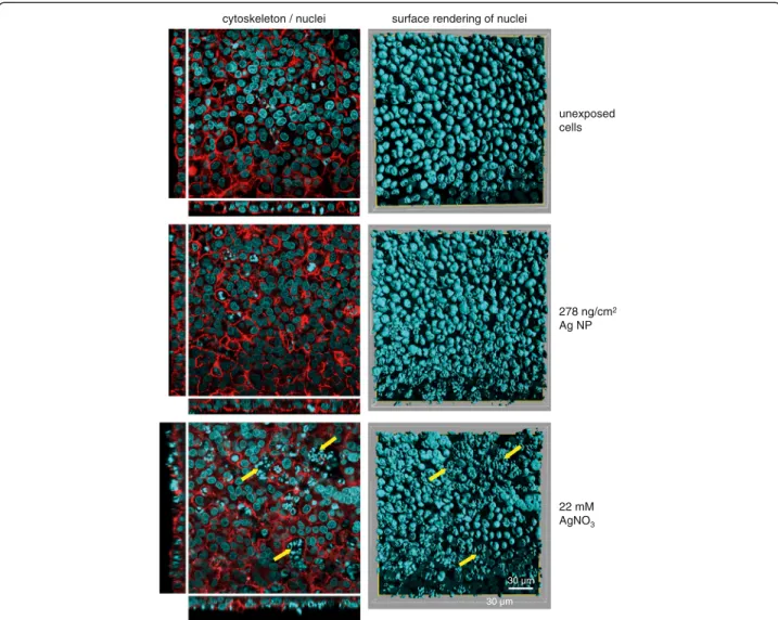 Figure 2 Cell morphology of exposed cells. Illustrated pictures represent unexposed, 278 ng/cm 2 Ag-NP and 22 mM AgNO 3 exposed triple cell co-cultures