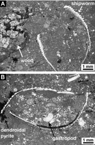 Fig. 2. Mode of occurrence and wood-boring bivalves of the Akita Creek wood-fall site