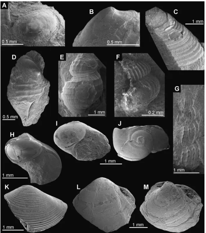 Fig. 3. Fauna of the Akita Creek wood-fall community.   A–C, Limpet.   A. B. Juvenile specimen in apical and ventral view; the specimen is attached to the provannid gastropod on fig