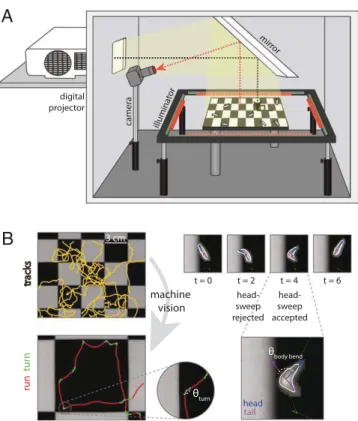 Fig. 1. Phototaxis apparatus and automated machine vision larval postural analysis. (A) Schematic of phototaxis assay generating a checkerboard lightscape
